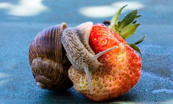 Snail on the Strawberry