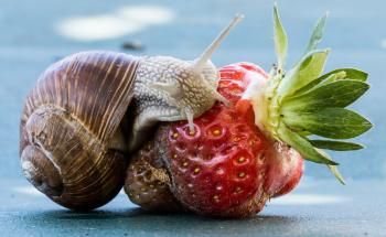 Snail on the Strawberry