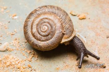 Snail in Shell — Abby Malone