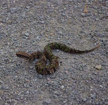 U-S Forest Service's Snake Road Attracts Many Visitors. | WSIU