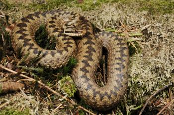 File:Benny Trapp Vipera berus.jpg - Wikimedia Commons