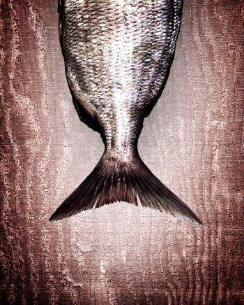 Snapper fish tail on red wood background - Healthy eating