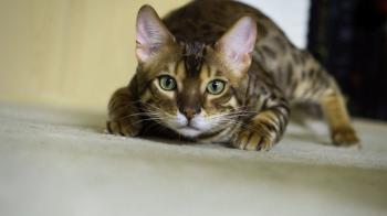 Funny Sneaky Cats - YouTube
