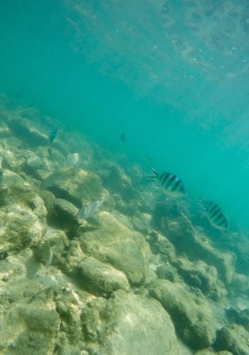 Snorkeling off of Mamutik Island Near Kota Kinabalu - La Jolla Mom