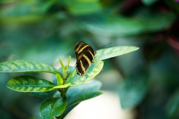 Pin by Josette E. on Nature,L .insects, animals | Pinterest | Insects