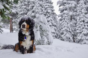 Snow photos: Late spring storm dumps snow in foothills, mountains ...