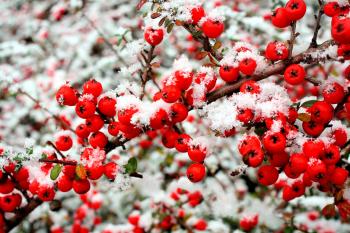 Snow and berries