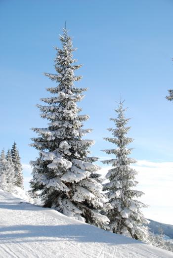 Snow Cap Pine Tree