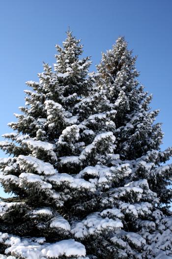 Two Snow Covered Pine Trees Picture | Free Photograph | Photos ...