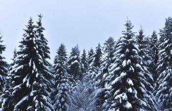 Snow Covered Pine Trees Under Cloudy Sky