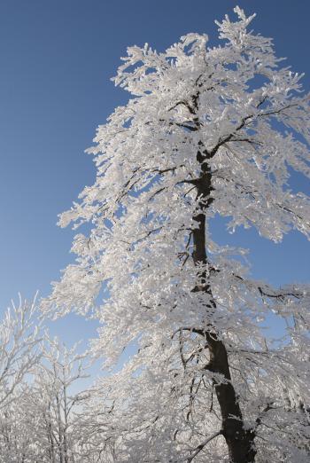 Snow Covered Tree Under Blue Cloudy Sky during Daytime
