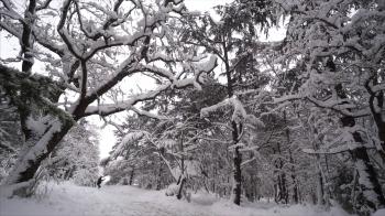 Falling Snow In A Winter Park With Snow Covered Trees And People ...