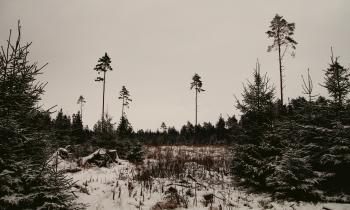 Snow-covered Trees and Land