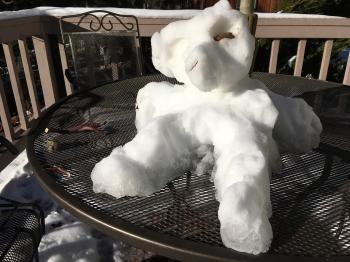 Snow Dog Survived the Night