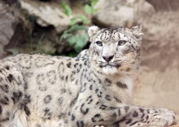 Snow Leopard Pose