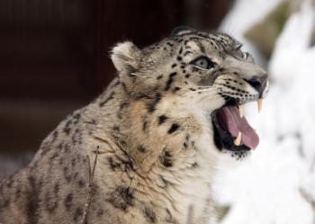 Snow Leopard Roaring