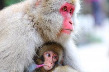 THE SNOW MONKEYS FAQ ｜ SNOW MONKEY RESORTS