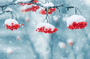 Snow on Berries
