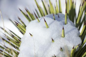Snow on Cactus