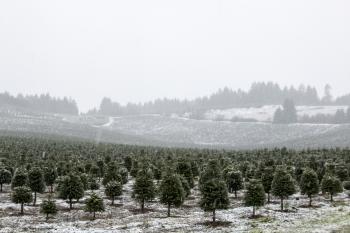 Snow on Christmas Tree Farm, Oregon