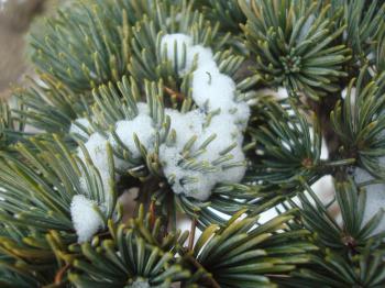 Snow on fir branches