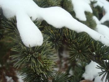 Snow on fir branches