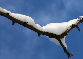 Snow on the Branch