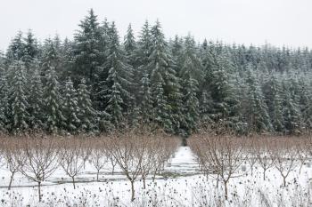 Snow on the Hazel Nut Trees, Oregon
