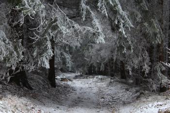 Snowcapped Trees