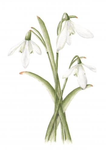 Snowdrop #03 - Mandeville Art