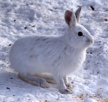 File:Snowshoe Hare, Shirleys Bay.jpg - Wikimedia Commons