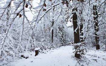 Download Snowy Day Wallpaper Gallery