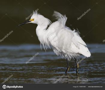 Snowy Egret in breeding plumage - Pinellas County, Florida — Stock ...
