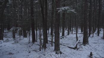 Rising Up Through Dark Magical Snowy Forest in Winter Aerial Stock ...
