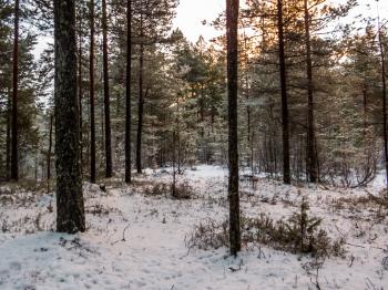 Snowy Forest