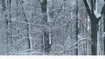 Snowing In Deciduous Forest On Background Of Leafless Trees Stock ...