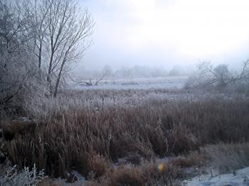 Snowy Marsh