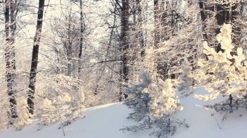 Winter landscape. Snowy winter in forest. Panorama on winter forest ...