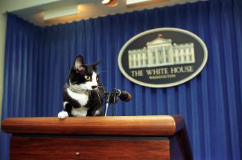 File:Socks the Cat Explores.jpg - Wikimedia Commons