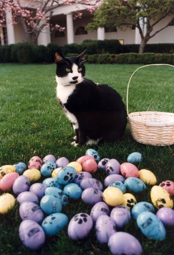 Socks the Cat posing next to Easter eggs decorated with paw prints ...