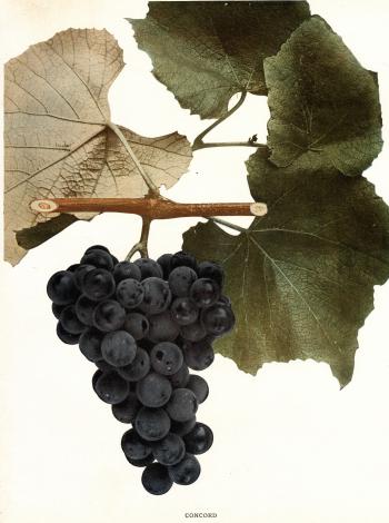 GrapeIntro