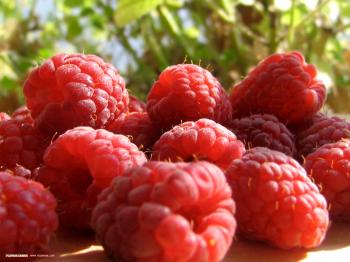 Fruit | anna carew
