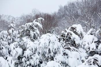 Snowy Plants - Garden & Greenhouse