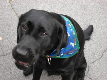 My dog eats everything (including apples). This one was sour ...