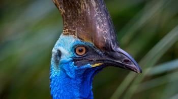Southern Cassowary | San Diego Zoo Animals & Plants