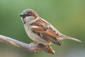 Have You Ever Seen a Fat Sparrow? by Martin and Marian Shirran ...