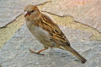 Tiny Sparrow