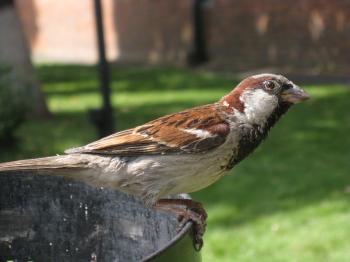 Sparrow Closeup