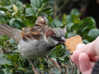 Free Images : nature, branch, flower, city, animal, wildlife, feed ...