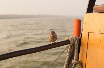 Sparrow on Board